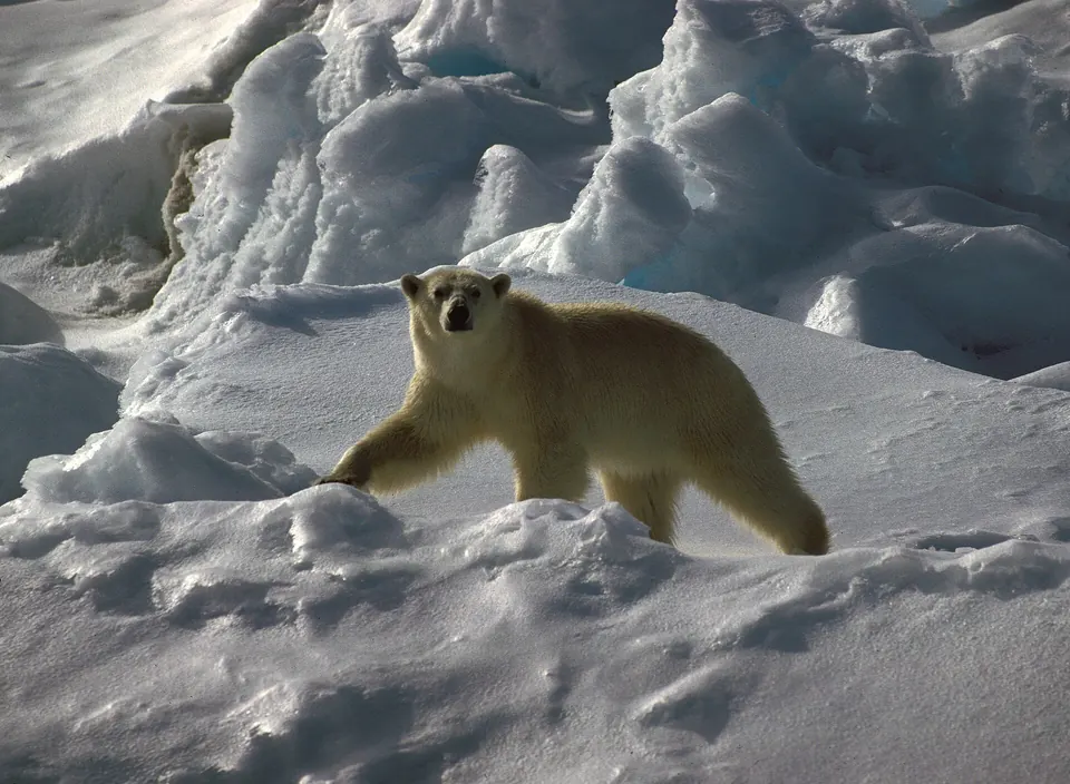 Eisbär weit draußen auf dem Meereis, vom Schiff aus fotografiert