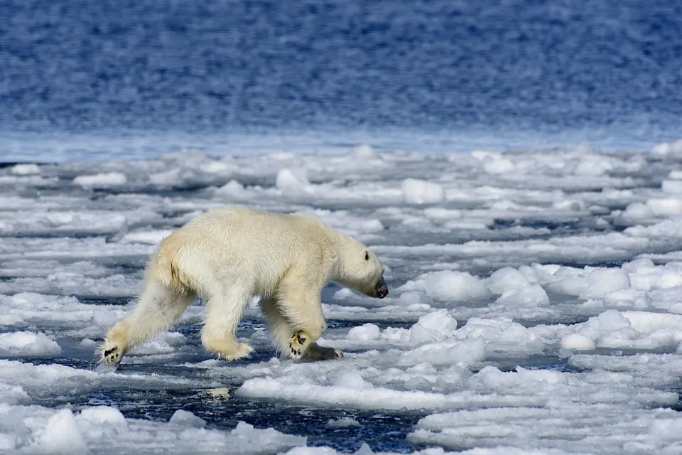 Eisbär auf Treibeis, aus großer Entfernung mit Teleobjektiv fotografiert