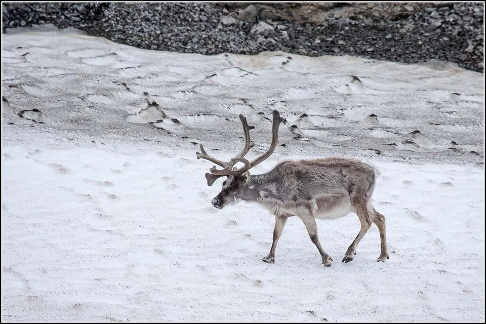 Rustige fotowandeling met dieren spotten