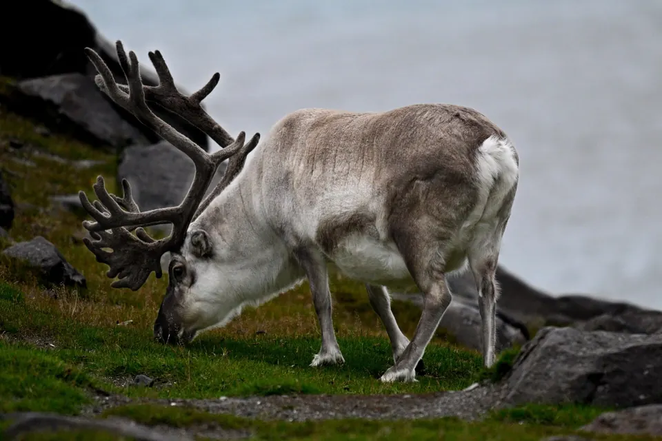 Svalbard-Rentier mit Geweih beim Grasen auf grüner Tundra