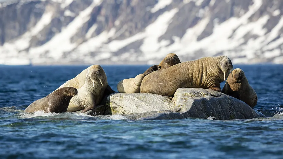 Walrussen dicht op elkaar op een rots in zee